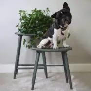 Pall Emil Mörk Grön